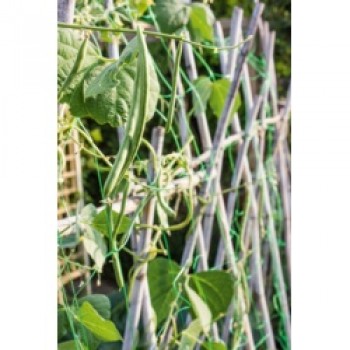 Pea & Bean Net - 6 x 2m