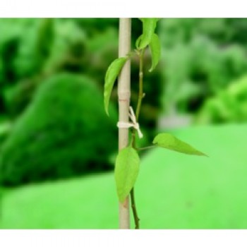 Raffia - 80gm
