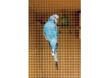 Cage & Aviary Welded Panel - 0.6 x 0.9m Mesh size: 50 x 50mm