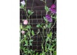 Climbing Plant Support Green - 5 x 0.5m