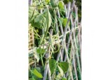 Pea & Bean Net - 4 x 2m